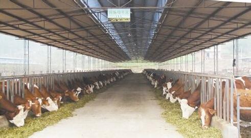 肉牛养殖场管理制度 肉牛养殖管理的注意事项
