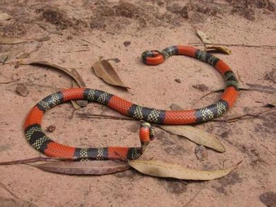 世界上最毒的蛇排行 世界上最大最毒的蛇