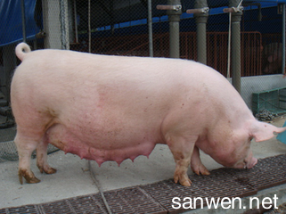 猪的寿命有多长 肉猪的饲养时间有多长