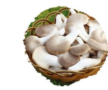 蘑菇菌种种植技术 菌菇的种植技术是什么