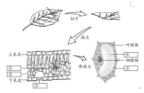 初中生物教学随笔 初二生物教学随笔