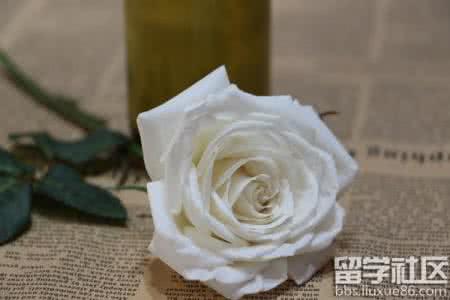 33朵白玫瑰花语 100朵白玫瑰花语