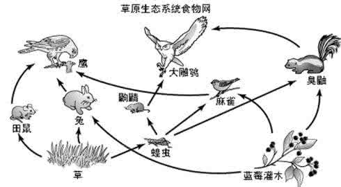 中考生物 生物的食物链复习视频