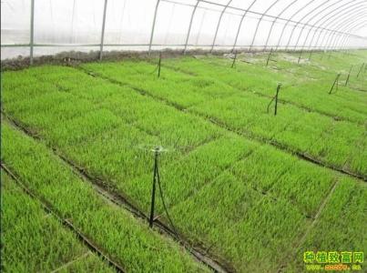 水稻育苗技术 优质水稻生产育苗技术