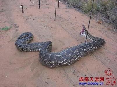 全世界最大的蛇 全世界最大的蛇是哪条