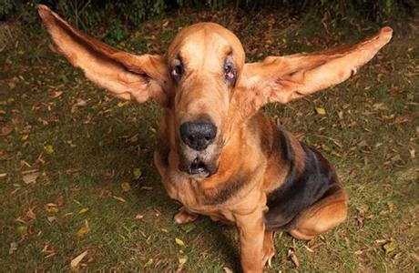 耳朵最长的狗 哪种狗的耳朵最长