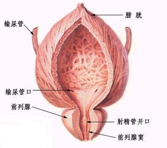 治疗前列腺肥大的症状 前列腺肥大症的治疗方法