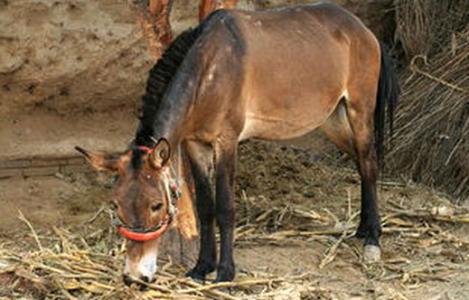 马和骡子生殖器的区别 为什么骡子不能生育