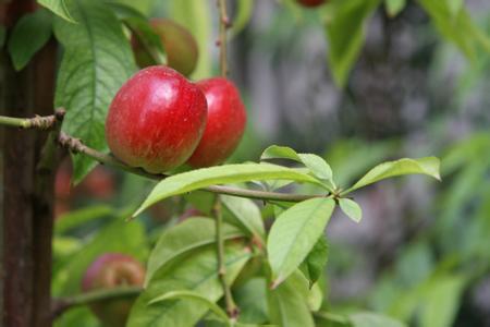 山东临沂油桃种植资料 如何种植油桃