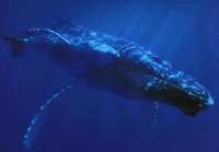 世界上最小的鲸 世界上最大的鲸和最小的鲸