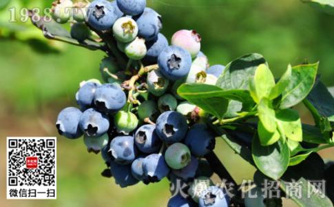 蓝莓的功效与作用 蓝莓的功效与作用，蓝莓有什么功效和作用