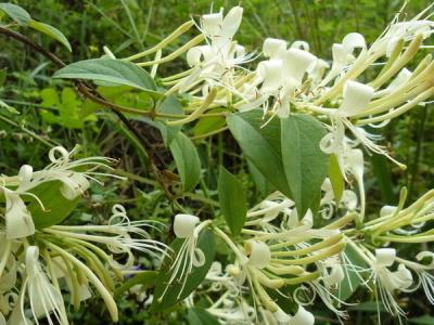 金银花花语 关于金银花的花语及故事