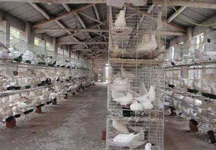 中国肉鸽饲养前景 肉鸽饲养管理技术有哪些