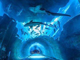 水下之旅大型水族馆 世界上最大的室内水族馆与水下动物园