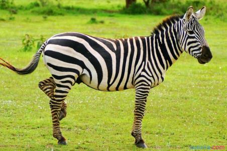 zebra 斑马英文发音 斑马的英文读音