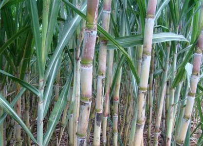 甘蔗的种植方法 甘蔗种植的方法_甘蔗如何种植