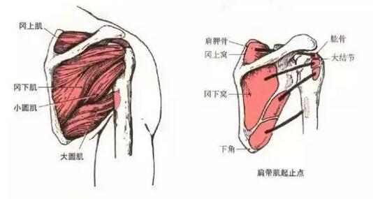 肩部关节拉伤怎么办 肩关节拉伤如何治疗