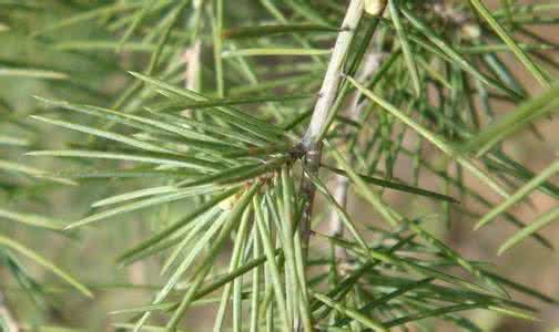 松针可以降血压吗 降压特效方=松针+鹅蛋【健康知识】