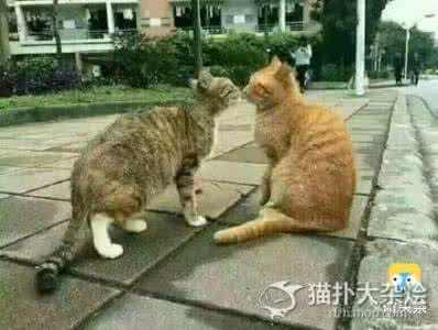 一只猫咬另一只猫颈部 一只猫给另一只猫舔毛 这只橘喵跟一只猫在热恋中，直到另一只公猫出现后...
