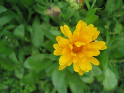 金盏菊花语 金盏菊怎么养 金盏菊的花语是什么