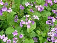 二月兰 二月兰(二月蓝)的栽培养护知识