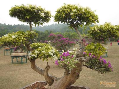 盆栽杜鹃花修剪视频 杜鹃花修剪的步骤视频 杜鹃花树盆栽养植修剪介绍