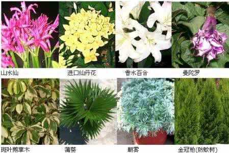 拍照识别植物 发现·识花 对着花拍照就可以识别花的APP