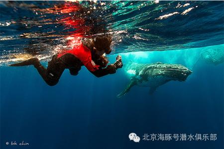 斐济鲨鱼潜 当心鲨鱼抢走猎物，斐济猎鱼——HarborHouseLife视频系列