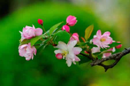 海棠花的出名的诗句 海棠花的花语