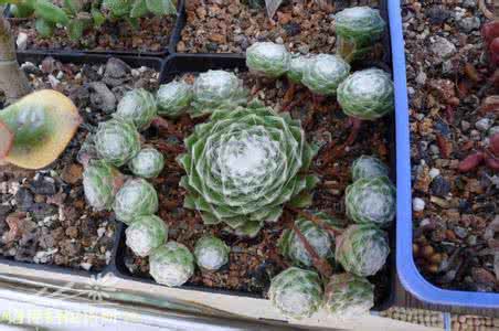 蛛丝卷绢 蛛丝卷绢(Sempervivum arachnoideum)的基本养护