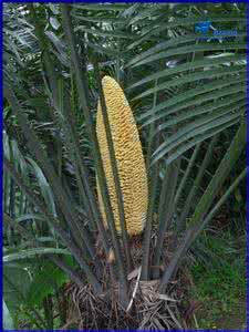 atrina pectinata 篦齿苏铁(Cycas pectinata)雄株  