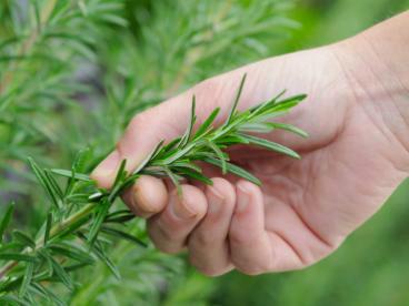 中草药饲料添加剂 草药，美味的添加剂（图）