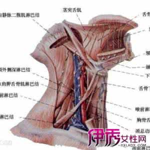 颈部淋巴结炎症状 颈部淋巴结炎症状 中医如何治颈部淋巴结炎