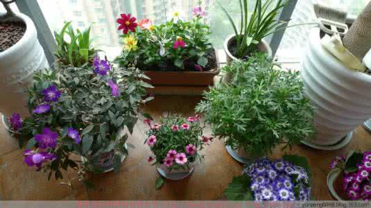 花肥营养液自制 家庭养花如何自制花肥