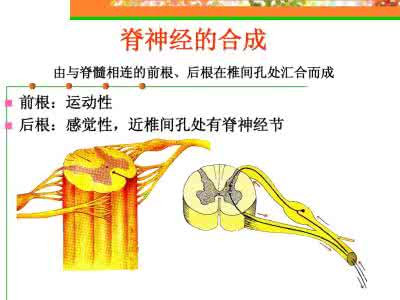 爱爱医资源 爱爱医资源-降血压的新方法