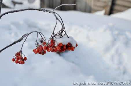 一朵雪花 我像一朵雪花天上来 在一朵雪花里等待春天