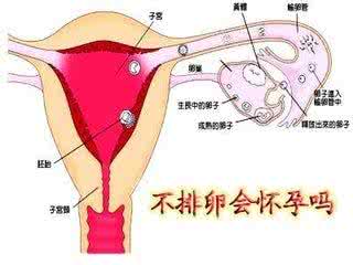 想怀孕没有排卵怎么办 想怀孕不排卵怎么办