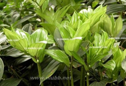 玉竹茶的功效与作用 玉竹茶 【玉竹茶】玉竹的功效和作用