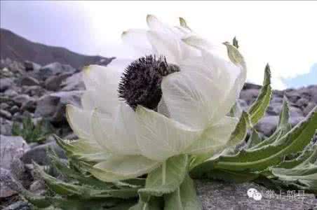 中华九大仙草 中华九大仙草：天山雪莲的功效与药用价值