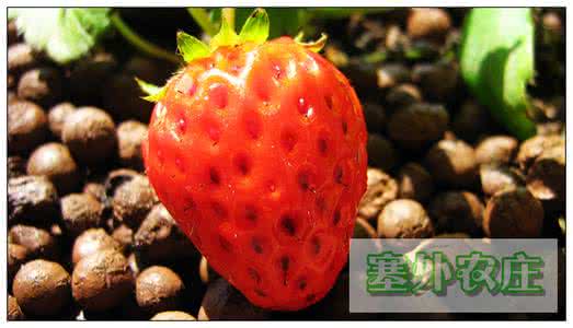 阳台草莓盆栽种植方法 阳台种菜 如何盆栽四季草莓