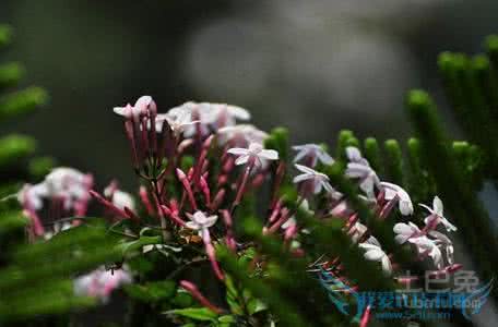 山药种植栽培技术 山药种植栽培技术 素馨花种植方法 素馨花栽培技术