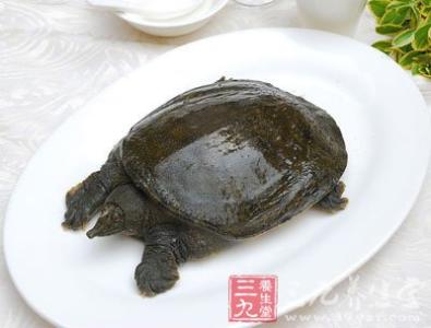 土鳖虫的做法大全家常 鳖的功效 3种家常做法营养美味