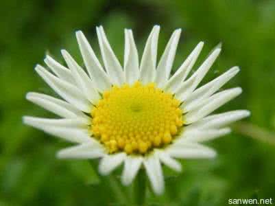 菊花怎样才能不长高 菊花好养 怎样才能养好菊花？