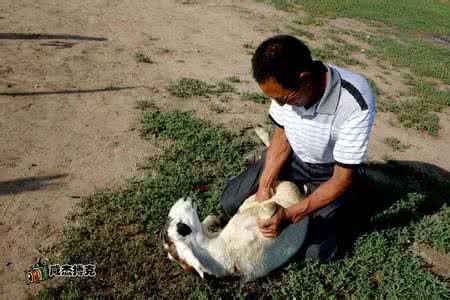 杀羊过程 实拍草原杀羊全过程