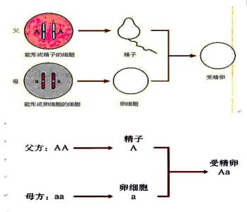 小学三年级科学下册复习教学知识点归纳总结