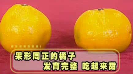 酸酸甜甜的橘子教案 五个窍门教你挑出甜橘子
