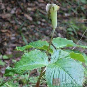 挖野菜 路边野菜千万不要挖错