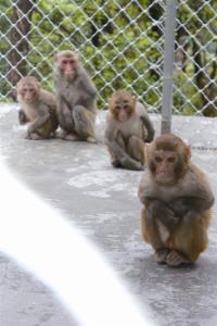 德国集中营少年刑讯室 66天历险:德国少年偷渡4国拯救短尾猴