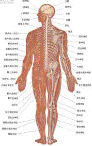人体神经系统分布图 人体“九大”系统之五——神经系统（总论）