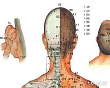 人体背部 人体背部穴位动画：身柱
